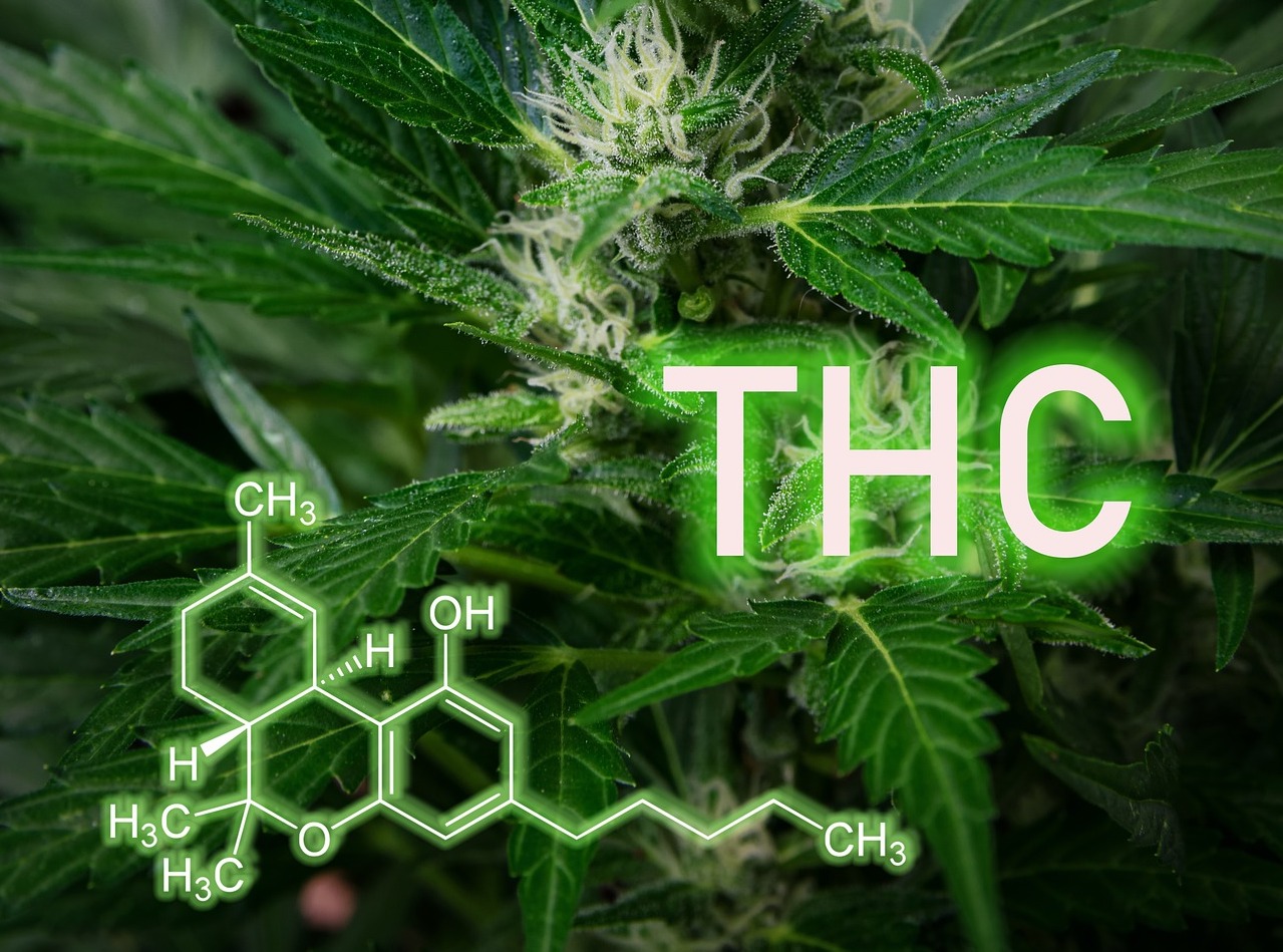 The Link Between THC, Psychosis, and Neurodevelopment