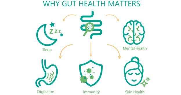 Why a healthy gut matters